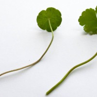 Floating Pennywort